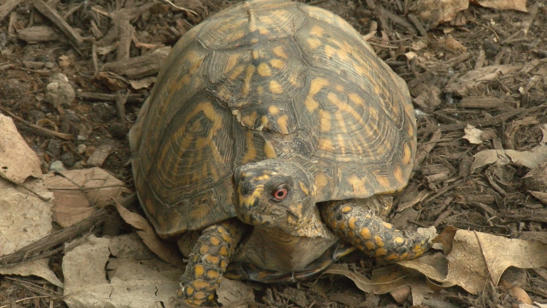 Charles the Eastern Box Turtle